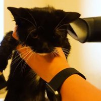 ドライヤーで乾かされる子猫