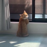 飼い主を振り返る猫