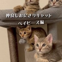 キャットタワーの上にいる4匹の子猫