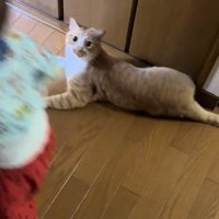 猫の前を走る赤ちゃん