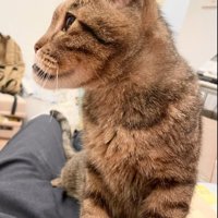 しゃくれている猫の顔