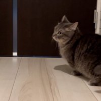 探す猫