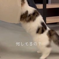 ハンモックに乗りたい猫