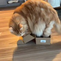 箱に足を入れて下を見る猫