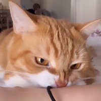 飼い主の腕に付いている髪ゴムを咥える猫