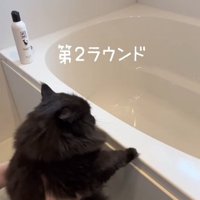 おふろでつかまり立ちをして洗われている黒猫