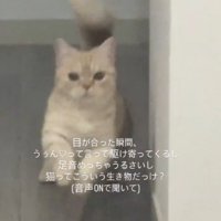 壁の陰から飛び出す猫