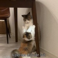 遊んでいる2匹の猫