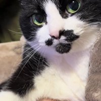 抱っこされる猫