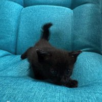 ソファの上で伏せている子猫
