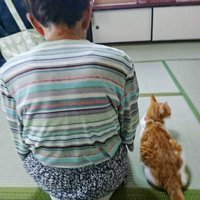 法事に参加する猫と女性