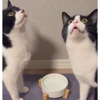 室内にいる猫