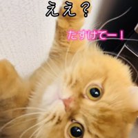 ママに向かって鳴くサイベリアン