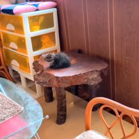 机の上に座る子猫
