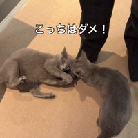 男性の右足にしがみつく猫の顔を見つめる猫