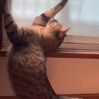 伸びのまま姿勢を低くする猫