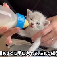 哺乳瓶でミルクを飲む子猫