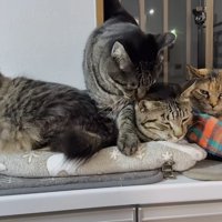 くつろいでいる猫の上に立っている猫