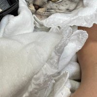 腕に抱かれた猫