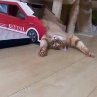 仰向けで寝ている猫
