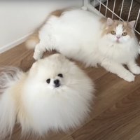 飼い主を見上げる猫と犬