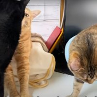 毛づくろいをする猫