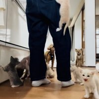 投稿主さんのごはんの準備が待ちきれず騒ぐ子猫たち