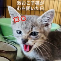 ケージの中でママを威嚇する子猫