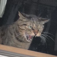 網戸越しに威嚇をするキジトラ猫