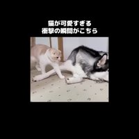 歩いてきて