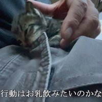 ズボンを噛む子猫