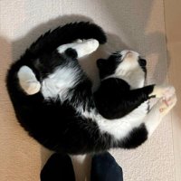 体をくねらせて嬉しさを表現する猫