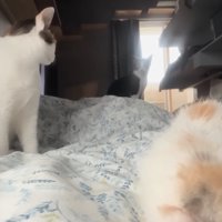 遠くから見守る猫