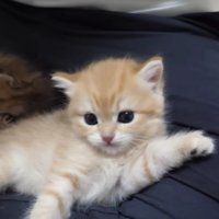 飼い主さんの膝でリラックスする2匹