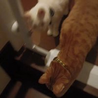 階段を降りようとしている猫