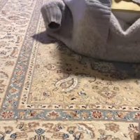 セーターに入った猫