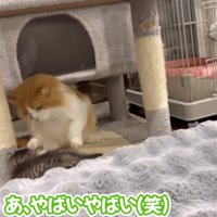 お父さんが助ける様子