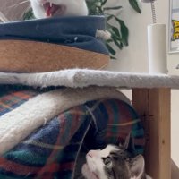 威嚇する猫の方を見ている猫