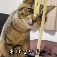 においを嗅ぐ猫