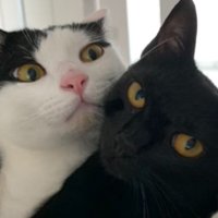 ハンモックにいる猫たち
