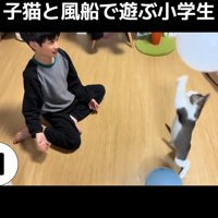 立って前足をあげる子猫