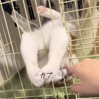 ハンモックでくつろぐ猫の写真7