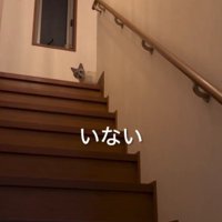 階段から覗く猫