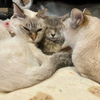 キッと睨む部長さん