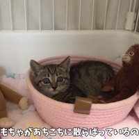 「おもちゃがあちこち...」のテロップ写真