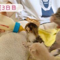 引きはがされる子猫