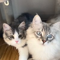 同じところを見つめるパパ猫と子猫