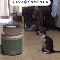餅つき機の前で座る猫