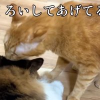 毛づくろいをしている2匹の猫