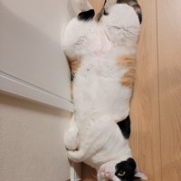 後ろ足を開いて仰向けになる猫